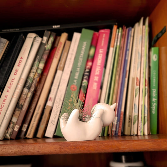 Gato Con tillandsia foto contextual