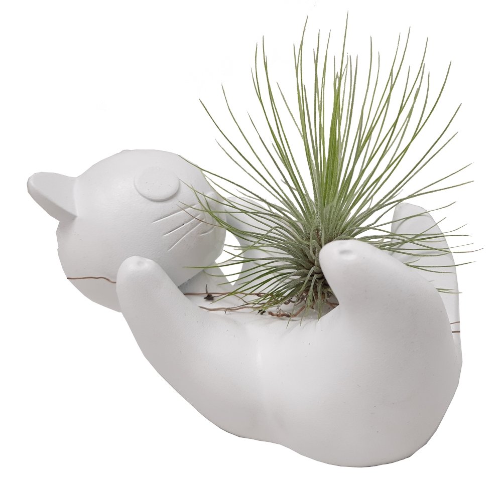 Gato con Tillandsia Plano entero