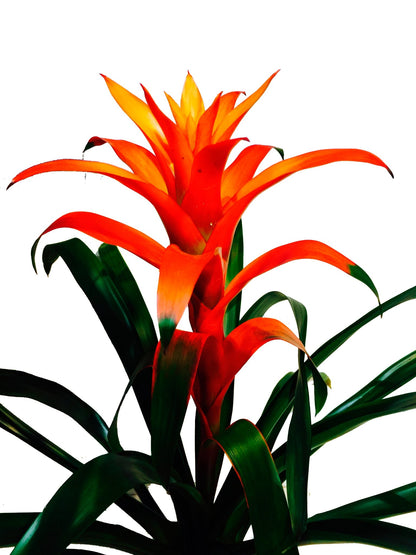 Bromelia Naranja - Calyx plantas exoticas
