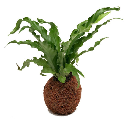 Plano entero de kokedama helecho crespo 