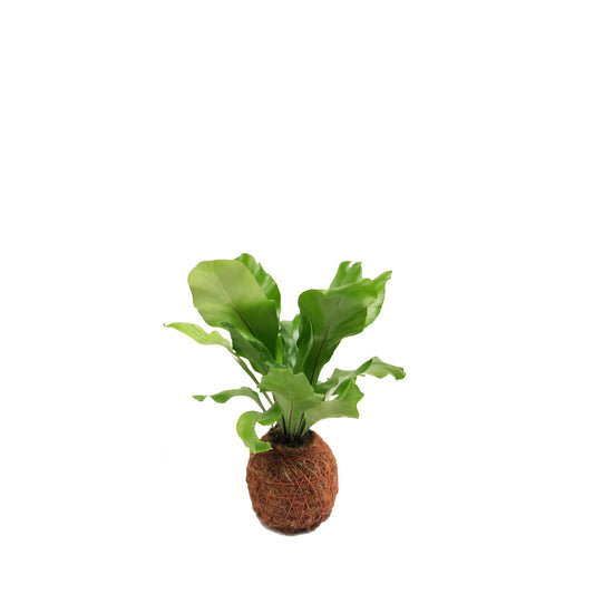 Plano entero de kokedama mini de helecho liso