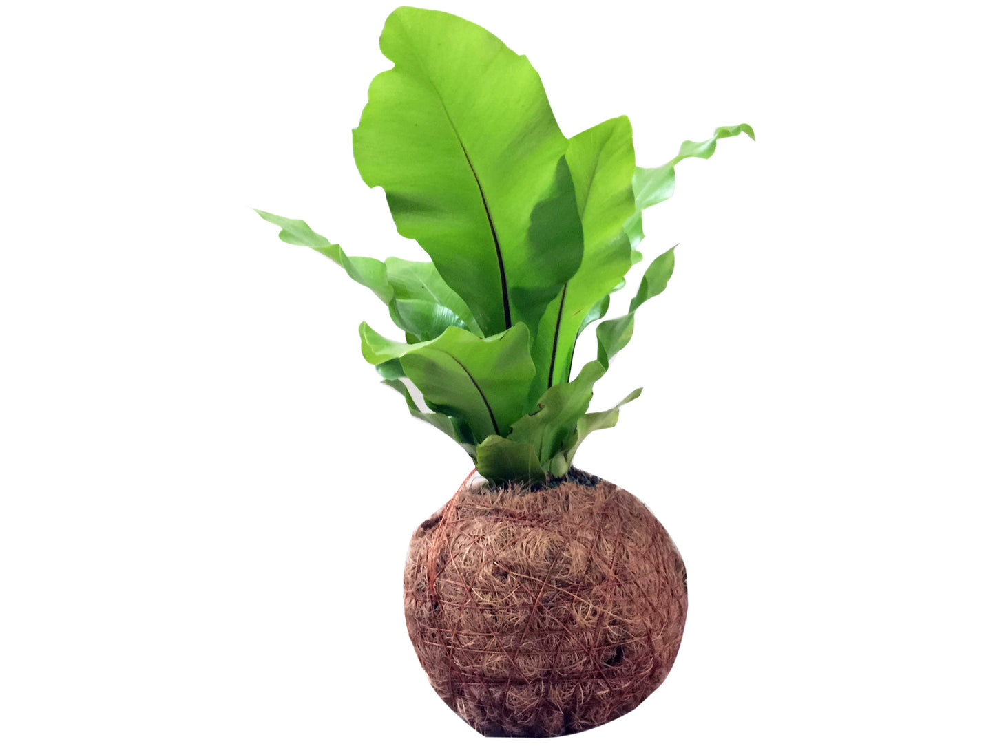 Helechos Colgantes - Calyx plantas exoticas