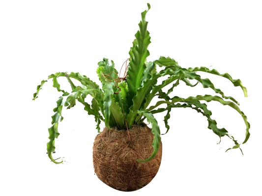 Helechos Colgantes - Calyx plantas exoticas