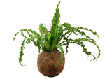 Cargar imagen en el visor de la galería, Helechos Colgantes - Calyx plantas exoticas
