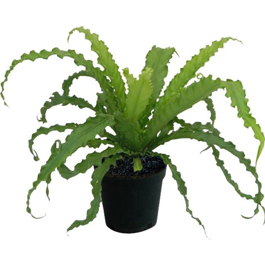 Helecho nido crespo plano entero