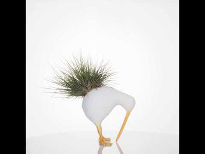 Kiwis con Tillandsias