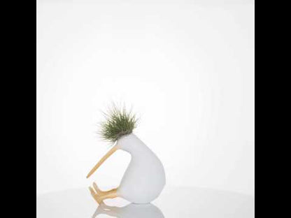 Kiwis con Tillandsias