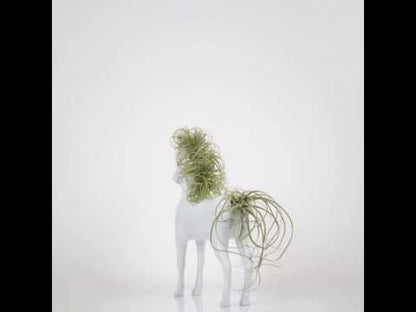 Caballo mediano con Tillandsia
