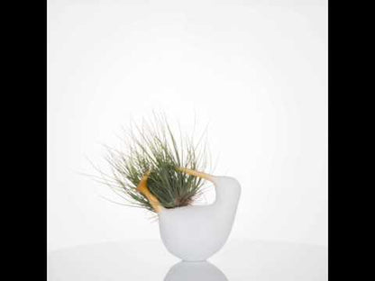 Kiwis con Tillandsias