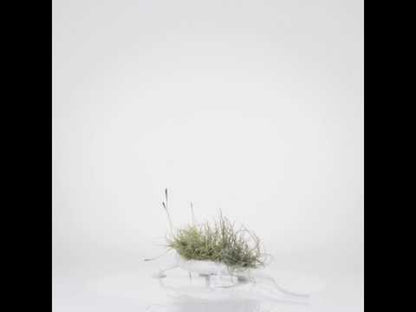 Lagartijas con Tillandsias
