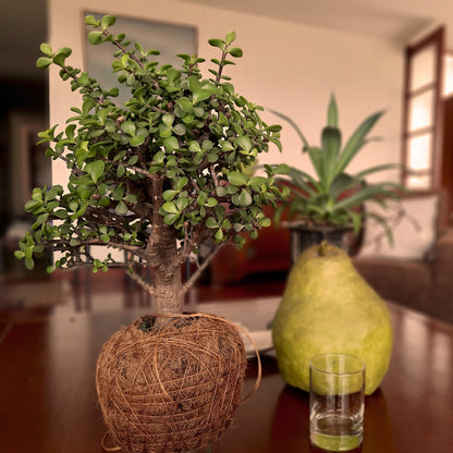 Bonsai Colgante Kokedama