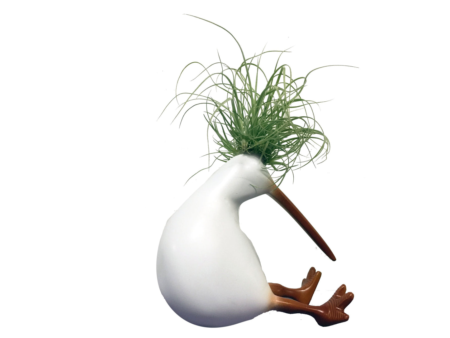 Kiwis con Tillandsias - Calyx plantas exoticas