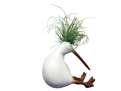 Kiwis con Tillandsias - Calyx plantas exoticas