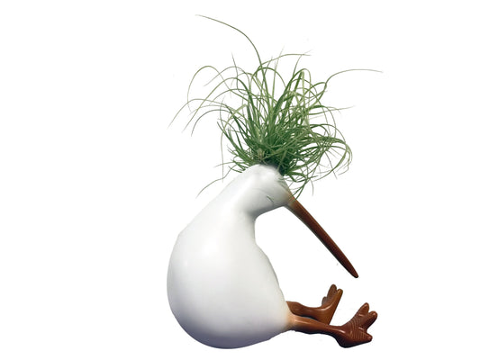 Kiwis con Tillandsias - Calyx plantas exoticas