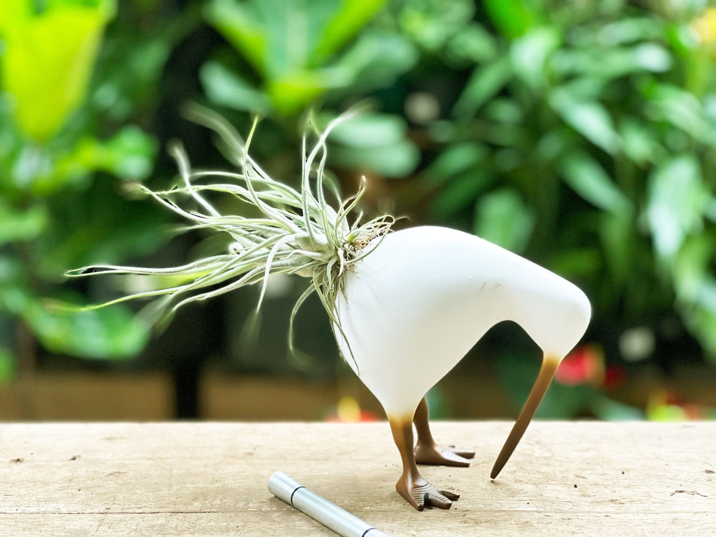 Kiwis con Tillandsias