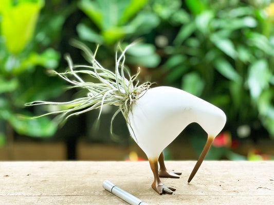 Kiwis con Tillandsias