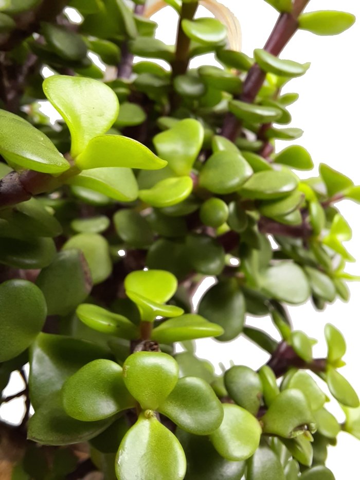 Detalle de bonsai de jade