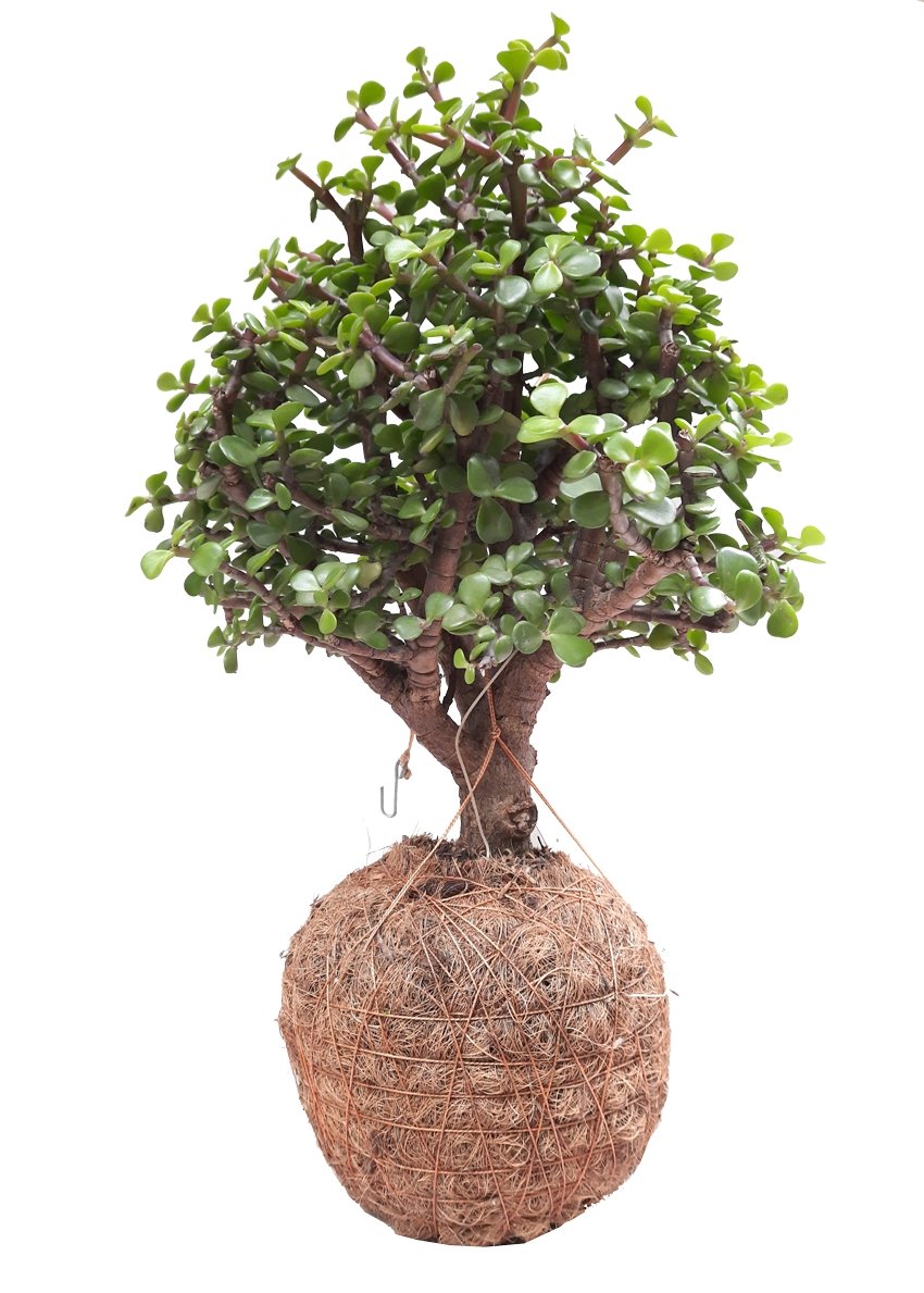 Bonsai en kokedama