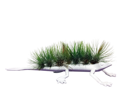 Lagartijas con Tillandsias - Calyx plantas exoticas