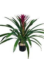 Cargar imagen en el visor de la galería, Bromelias Moradas - Calyx plantas exoticas
