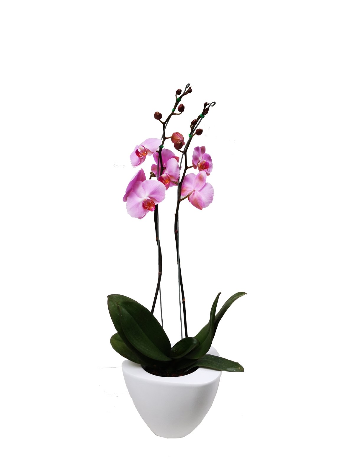 Plano entero de matera blanca con orquidea