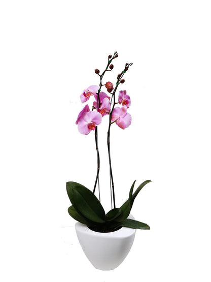 Plano entero de matera blanca con orquidea