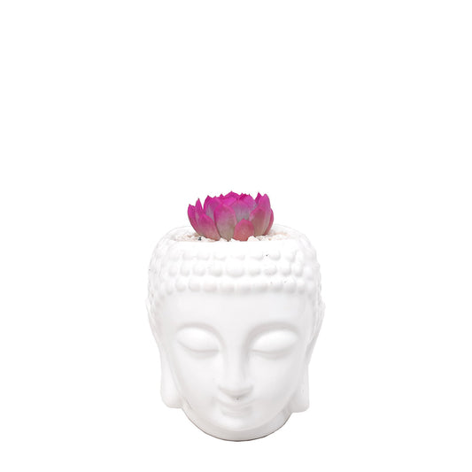 Matera buddha con suculenta fucsia plano entero