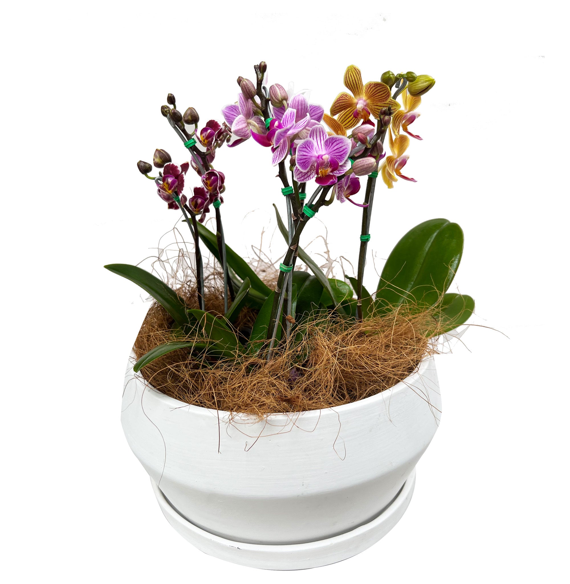 Matera de cerámica blanca con mini orquídeas (no incluidas)