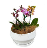 Cargar imagen en el visor de la galería, Matera de cerámica blanca con mini orquídeas (no incluidas)
