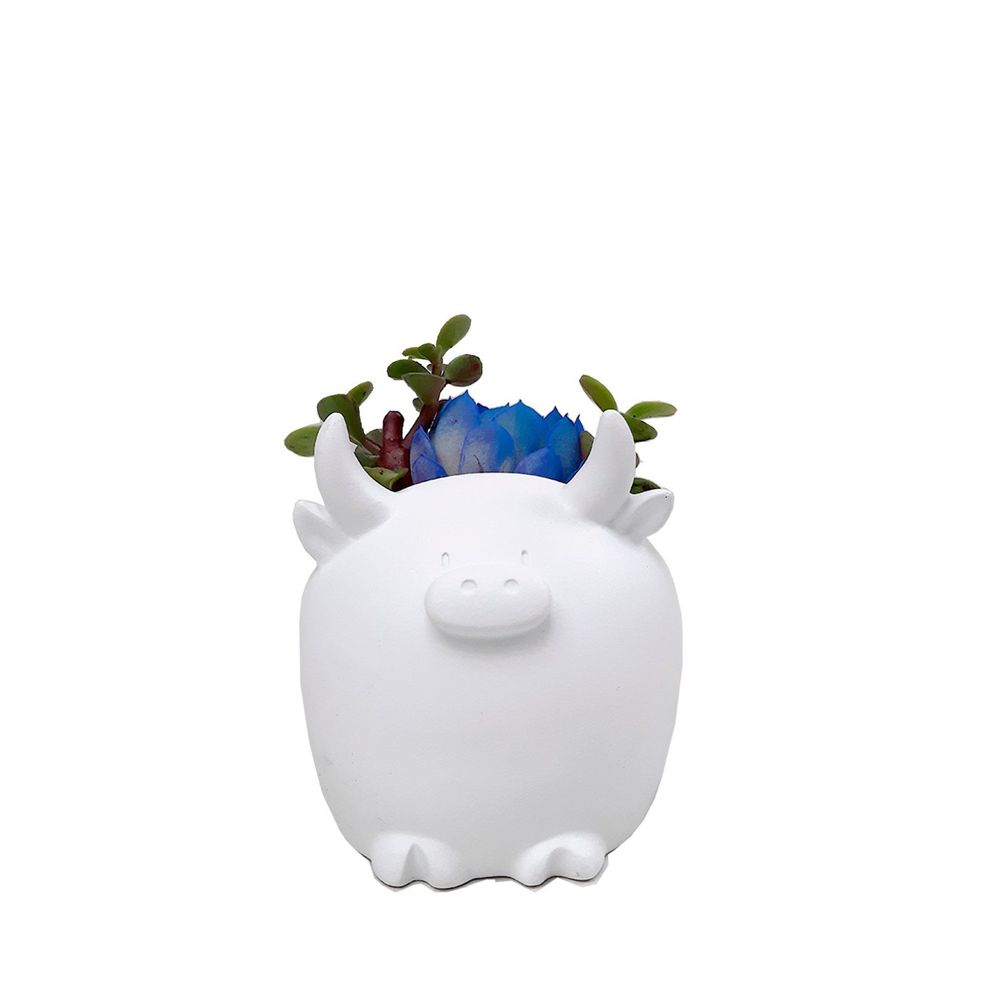Toro plano entero con suculenta de color azul