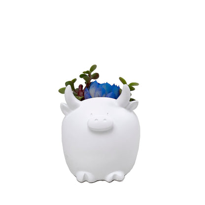 Toro plano entero con suculenta de color azul