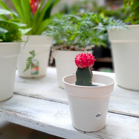 Matera elho blanca con cactus coreano