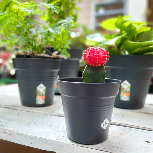 Matera elho negra con cactus coreano