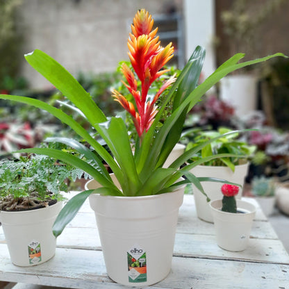 Matera con bromelia elho blanca