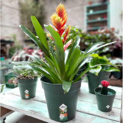 Matera elho negra con bromelia