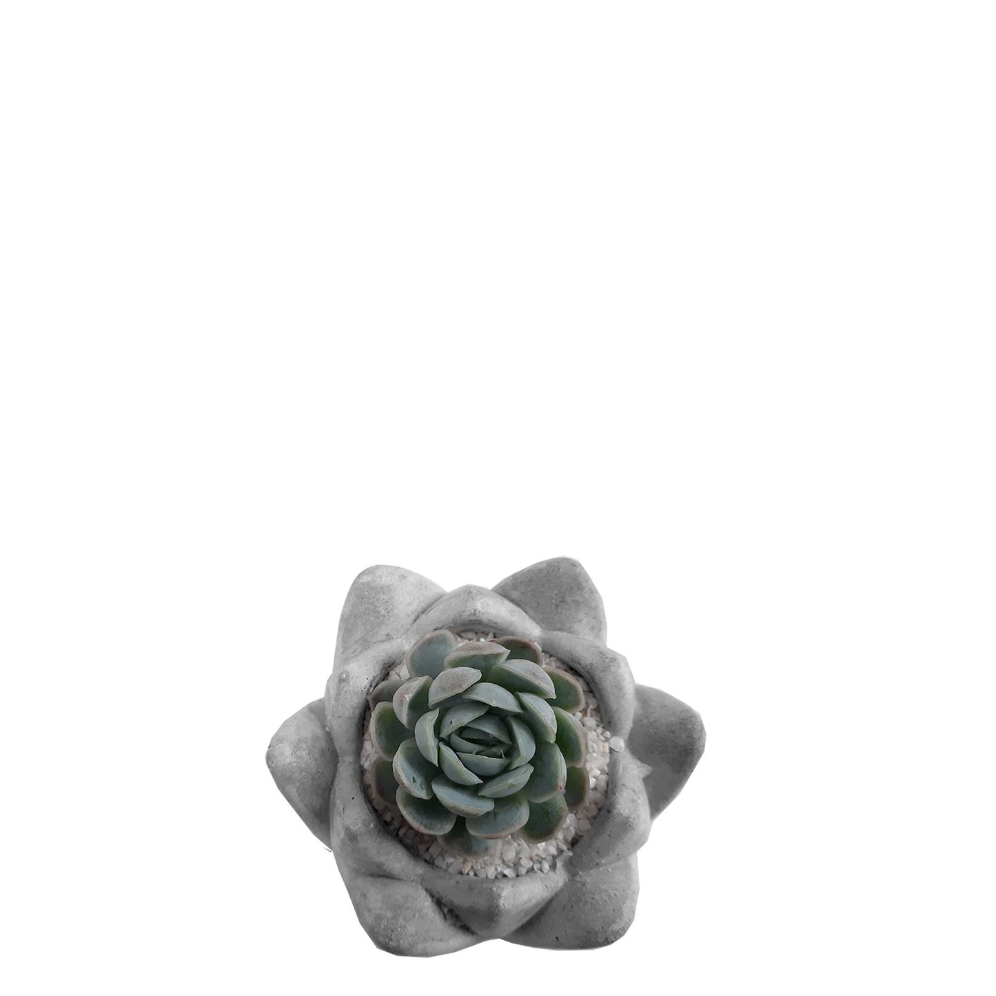 Matera de cemento con suculenta plano cenital