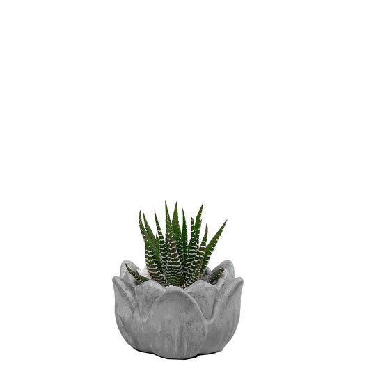 Suculenta Aloe Cebra en matera de cemento plano entero