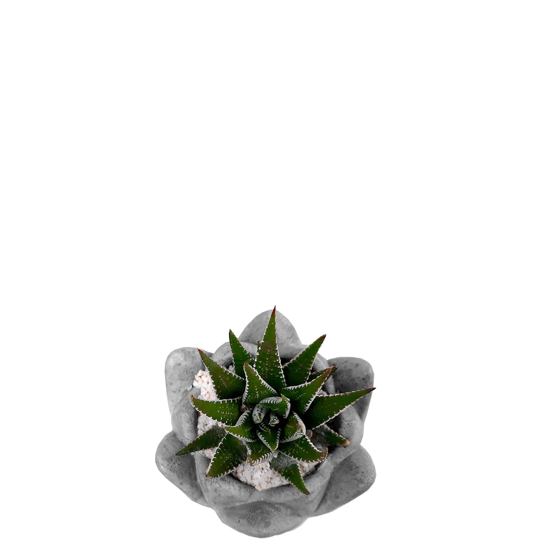 Suculenta Aloe Cebra en matera plano cenital