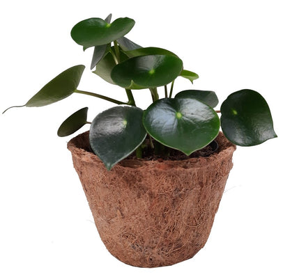 Matera fibra de coco con planta peperomia