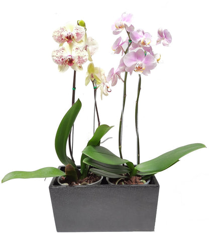 Matera de madera x2 con orquideas
