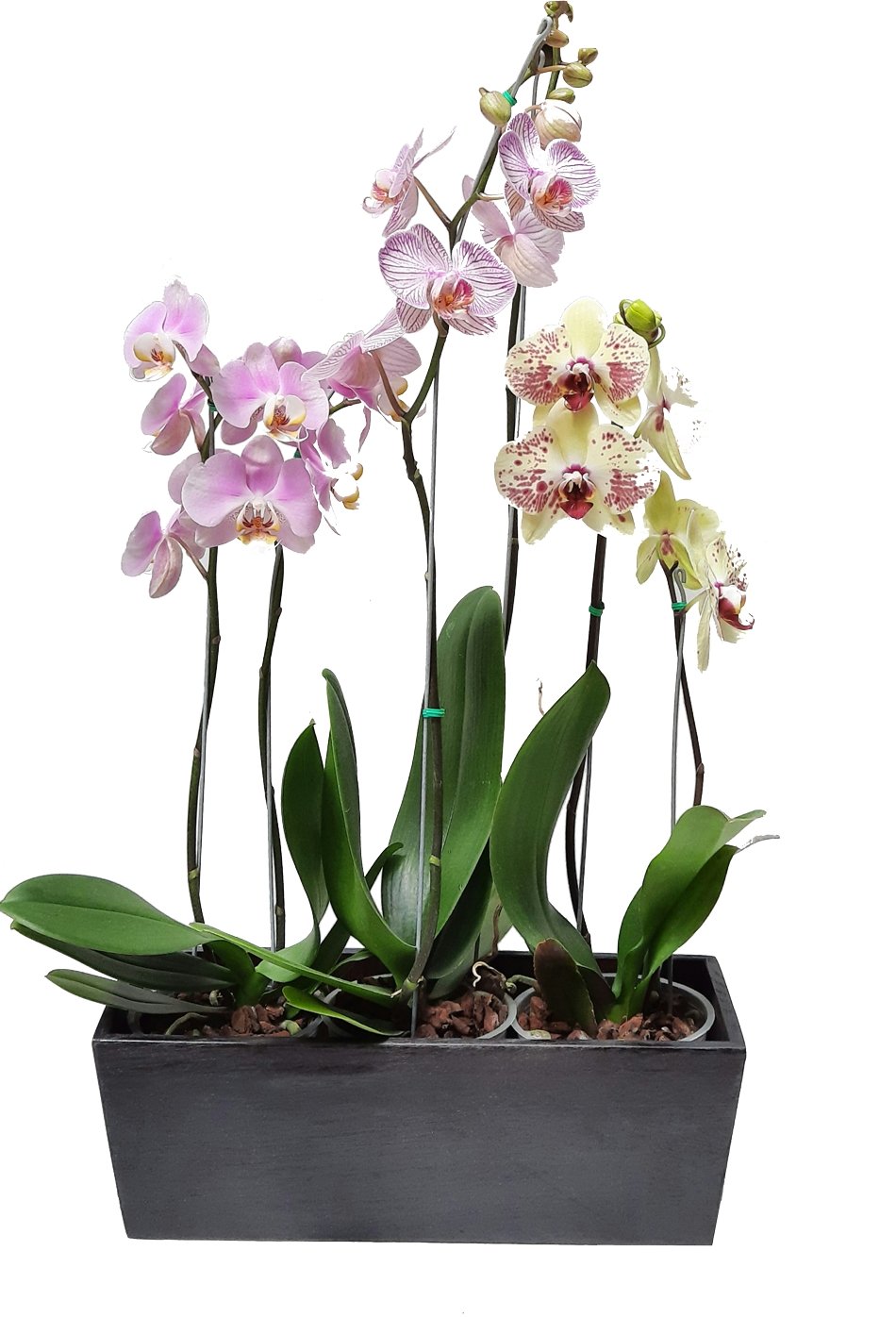 Matera de madera con orquídeas