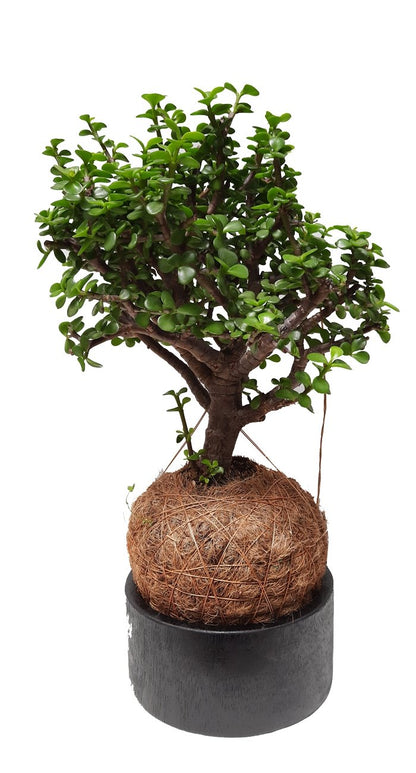 Matera de madera para kokedama con boinsai (no incluido) plano entero