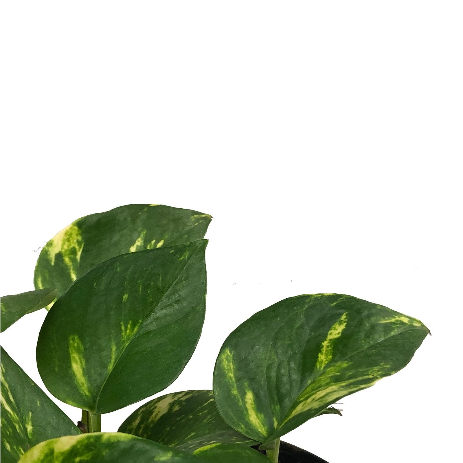 Plano detalle de follaje de miami