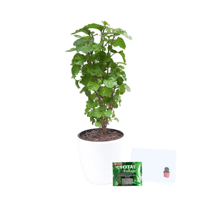 Millonaria con todo lo que incluye