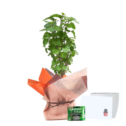 Millonaria empacada para regalo