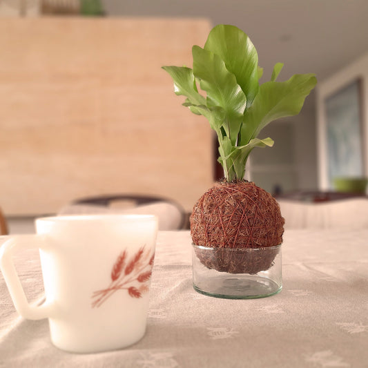 Kokedama mini plano contextual