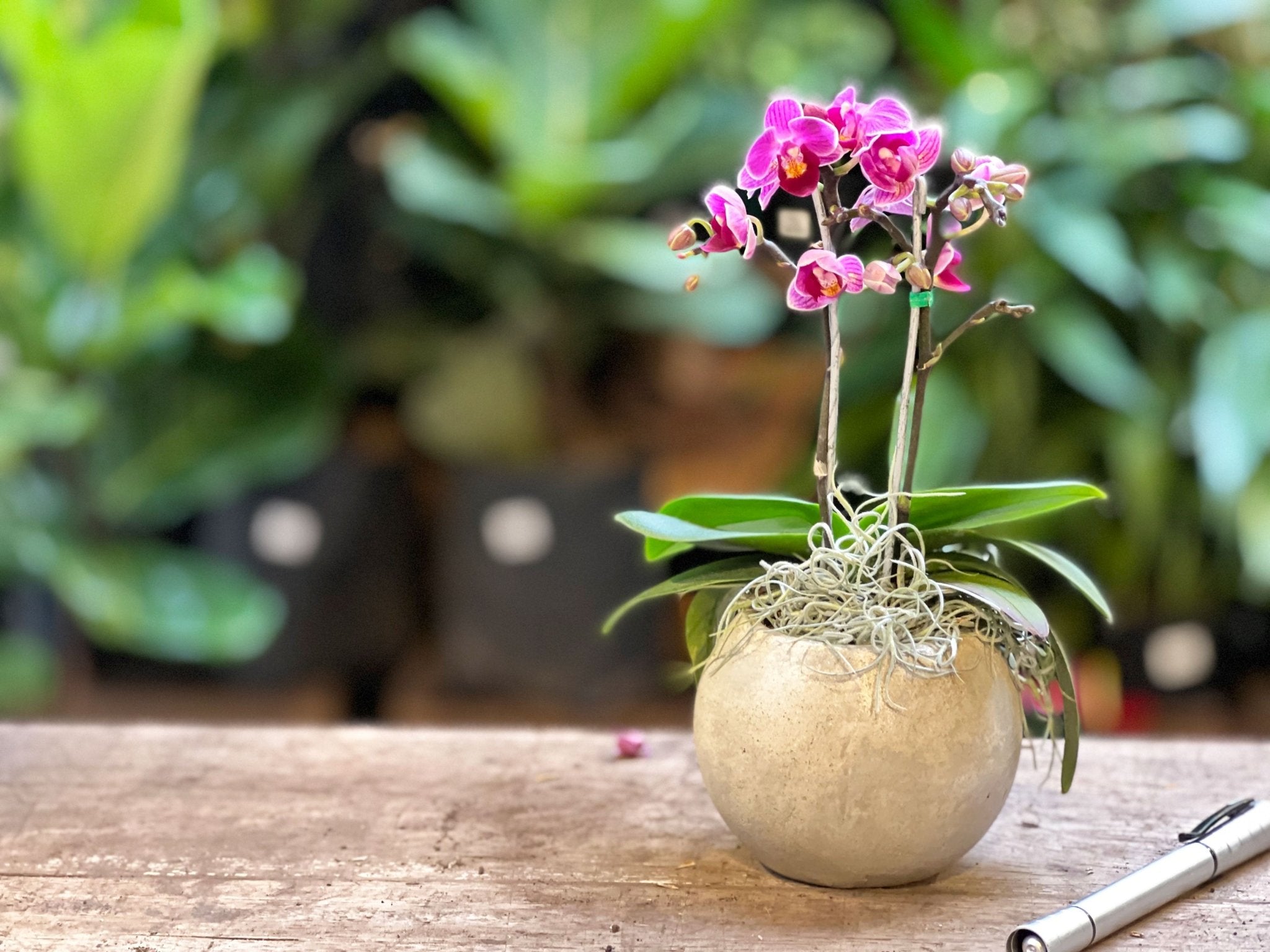 Orquídea Phalaenopsis Mini
