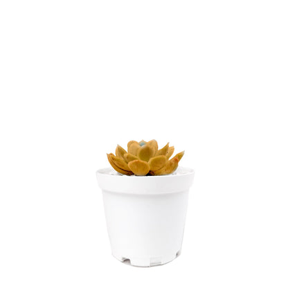 Mini suculenta amarilla