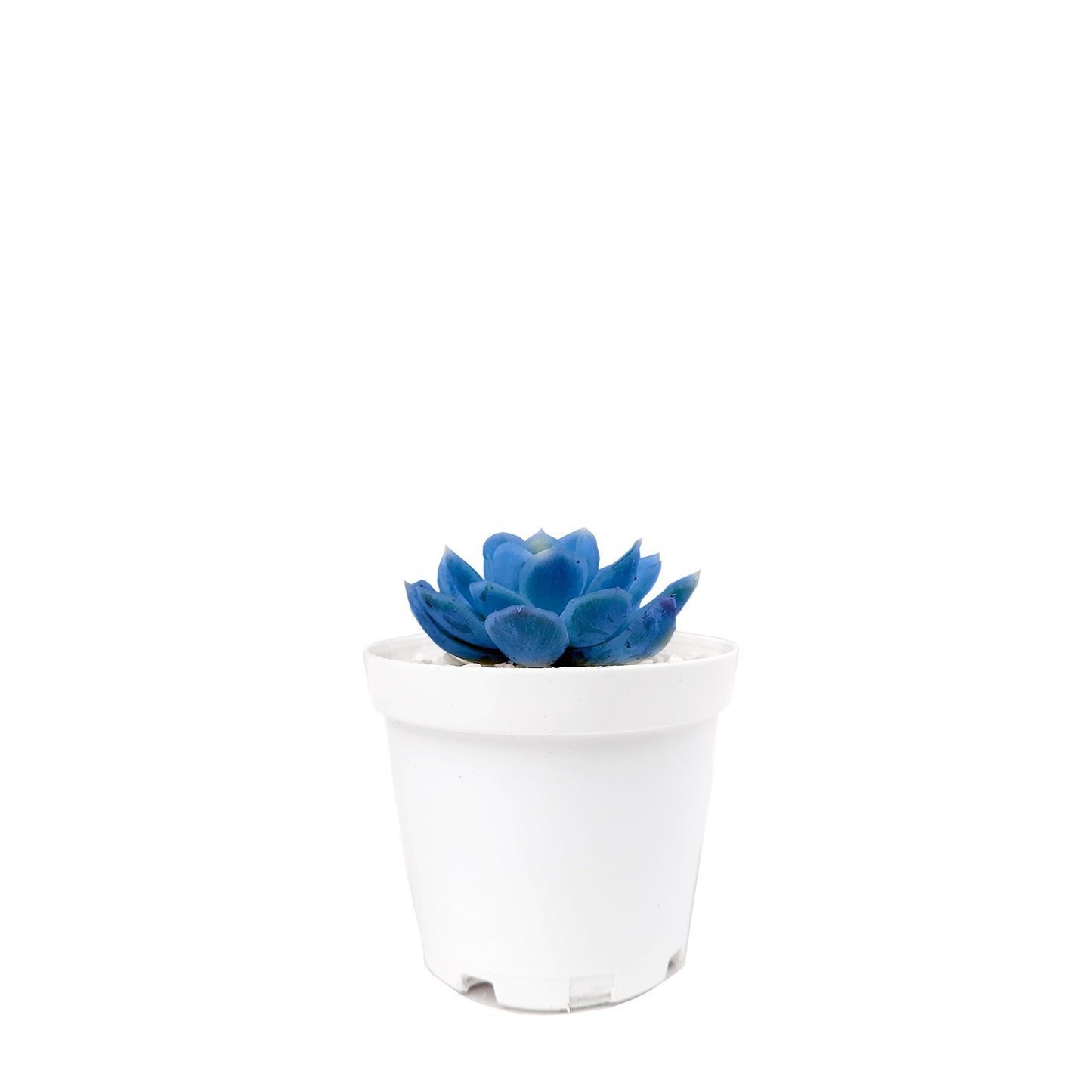 Mini suculenta azul