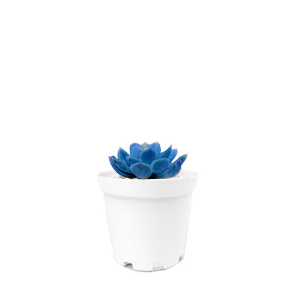 Mini suculenta azul